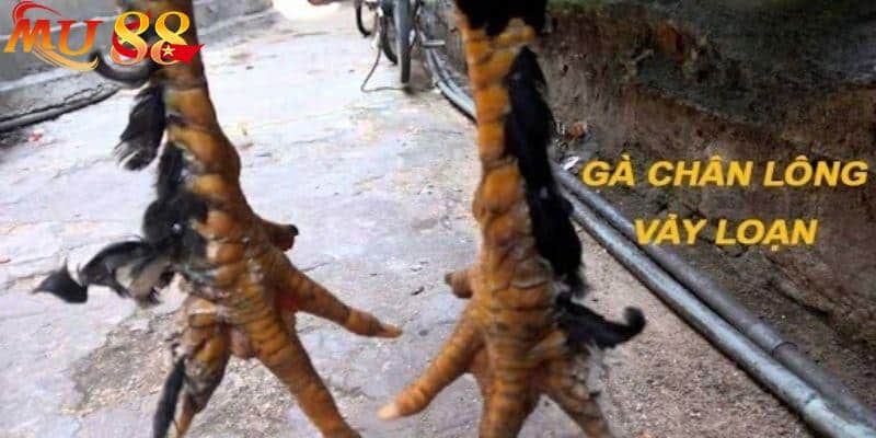 Gà chân long vảy loạn với lối đá hay